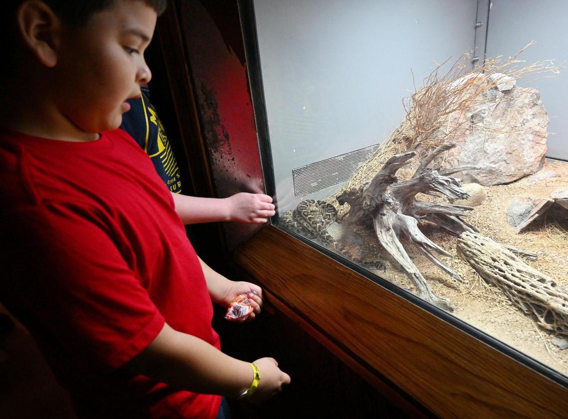 A child encounters a Western Diamondback Rattlesnake at the Fresno Chaffee Zoo’s Reptile House Friday. March 22, 2024 in Fresno.