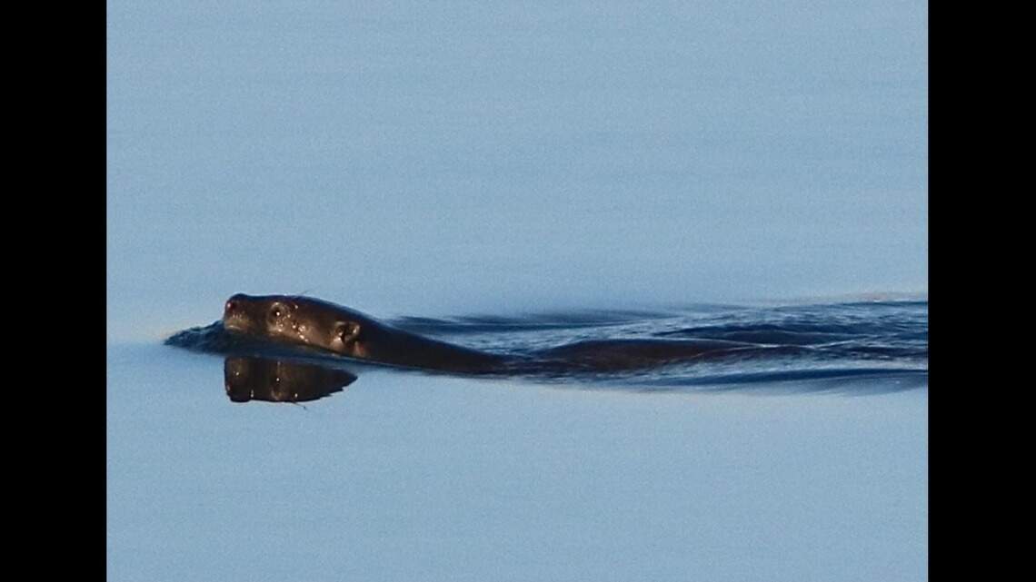 Was a river otter spotted in Fresno’s San Joaquin River? Decide for yourself
