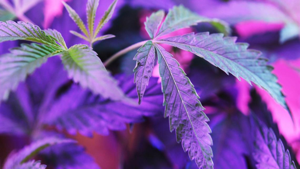 Marijuana strain types. Experts weigh in on the differences between indica and sativa