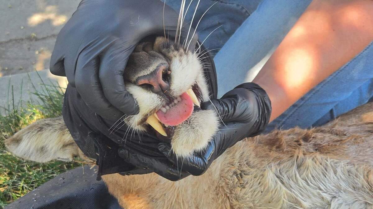 The California Department of Fish and Wildlife captured a mountain lion on Wednesday in the city of Hanford after reported sighting within the city.