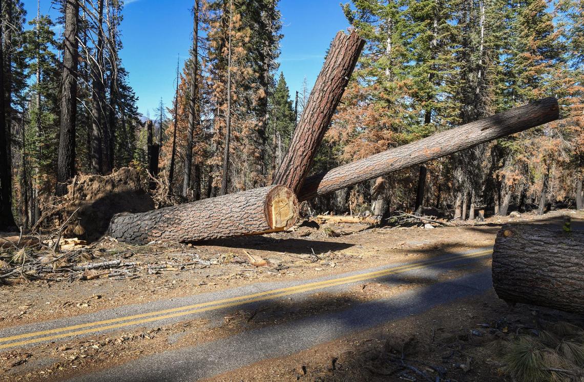 The roadway near Minarets Pack Station is shown mostly cleared from several downed trees on Friday, June 11, 2021. The Creek Fire came very close to destroying the pack station but did cause some damage and more recent Mono wind events toppled many nearby trees. Despite the calamities, the owners of the pack station say they are open for business this summer.