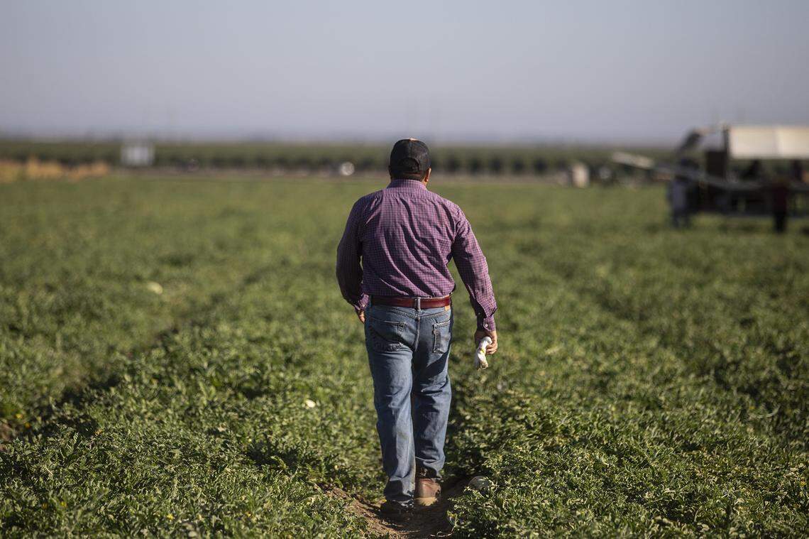 A farmworker walks through a field where melons are harvested at a farm outside of Firebaugh on Sept. 11, 2025. Photo by Larry Valenzuela, CalMatters/CatchLight Local