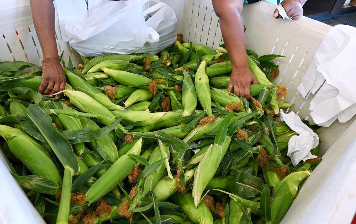 Hands reach into bins to select ears of corn on the first day Rue and Gwen Gibson Farm Market began selling the popular seasonal sweet yellow and white corn to the public. Photographed Monday, May 30, 2022 in Fresno.