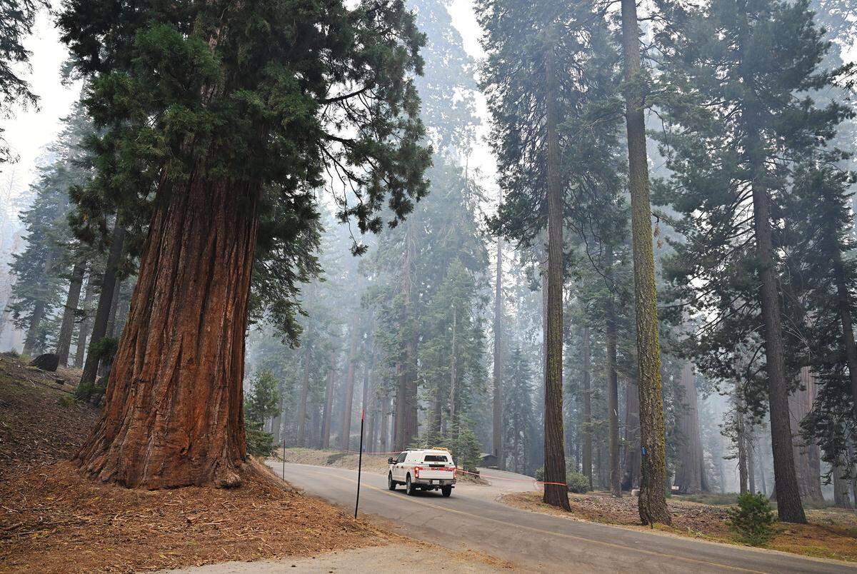 A truck passes the McKinley Grove of goant sequoias as the Garnet Fire burns in the Sierra National Forest southeast of Shaver Lake along Dinkey Creek Road Tuesday, Sept. 9, 2025. The lightning-caused fire which began Aug. 24 was reported by CALFIRE to be 15% contained at 56,724 acres burned on Tuesday.