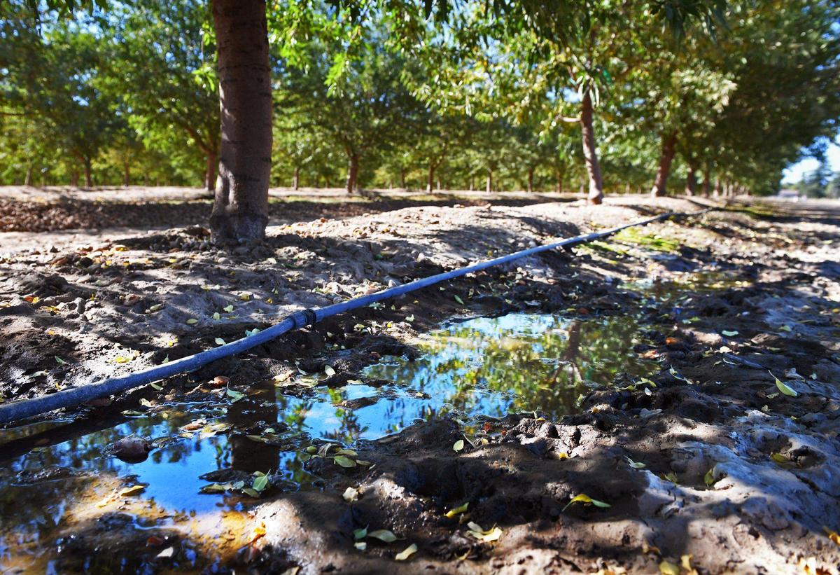 Drip irrigation is used in an almond orchard, seen Wednesday afternoon, Aug. 12, 2020 in Fairmead.
