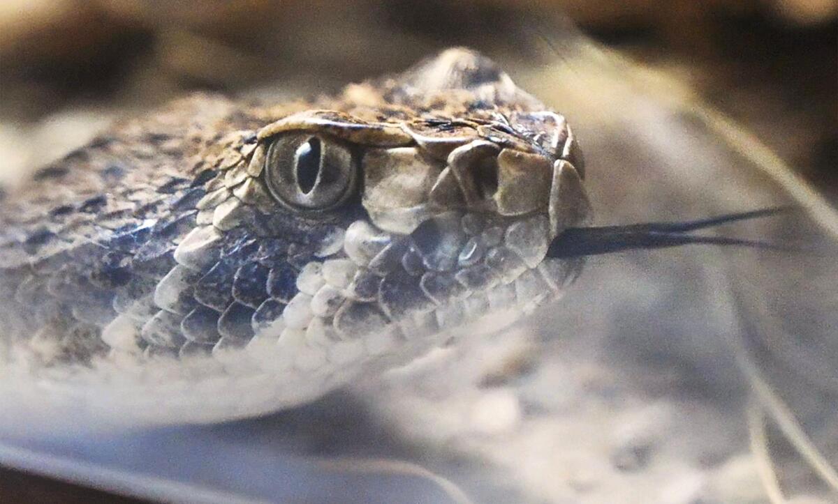 A Western Diamondback Rattlesnake moves through its exhibit at the Fresno Chaffee Zoo’s Reptile House Friday. March 22, 2024 in Fresno.