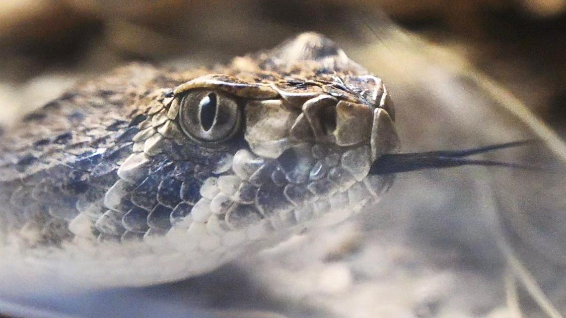 Una víbora de cascabel Western Diamondback se mueve mientras es exhibida en el Fresno Chaffee Zoo's Reptile House, el viernes 22 de marzo de 2024, en Fresno. Steven Sharp, Gerente de Animales del Zoológico de Fresno Chaffee, y el doctor Rais Vohra lideraron un seminario informativo ofreciendo consejos y precauciones para encuentros con víboras de cascabel en la zona.