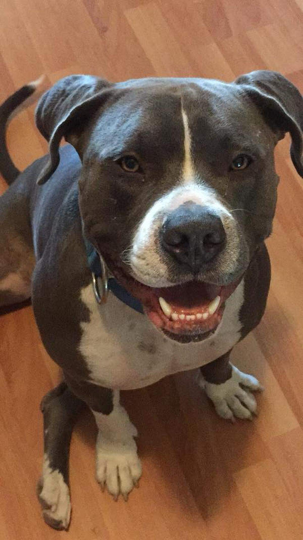 Steve, a Fresno pit bull, is missing.