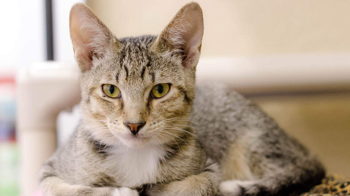 Muffy, Murphy, Rexy and Sugar are looking for forever homes!