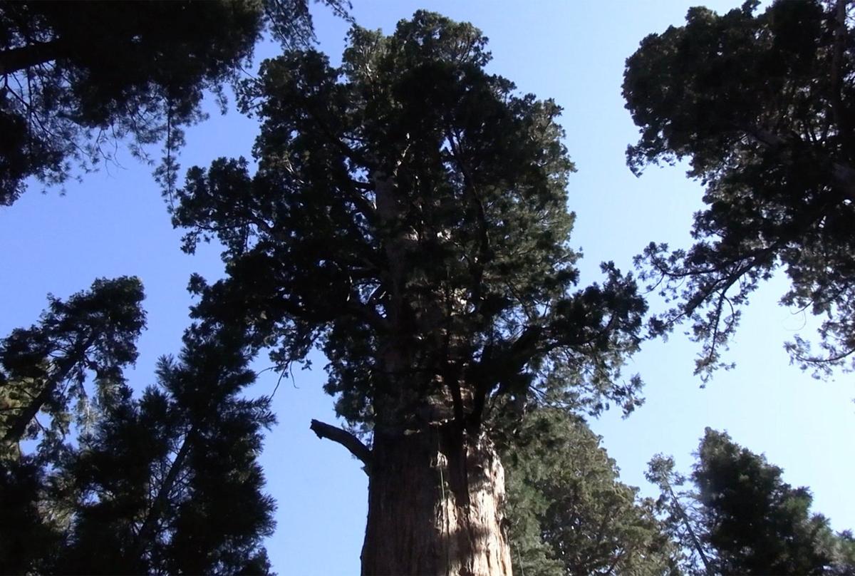 The 275-foot tall General Sherman giant sequoia, center, with its distinguishable canopy underwent a health inspection on May 21 in Sequoia National Park in California. Minimal Sequoia bark beetle damage was found.