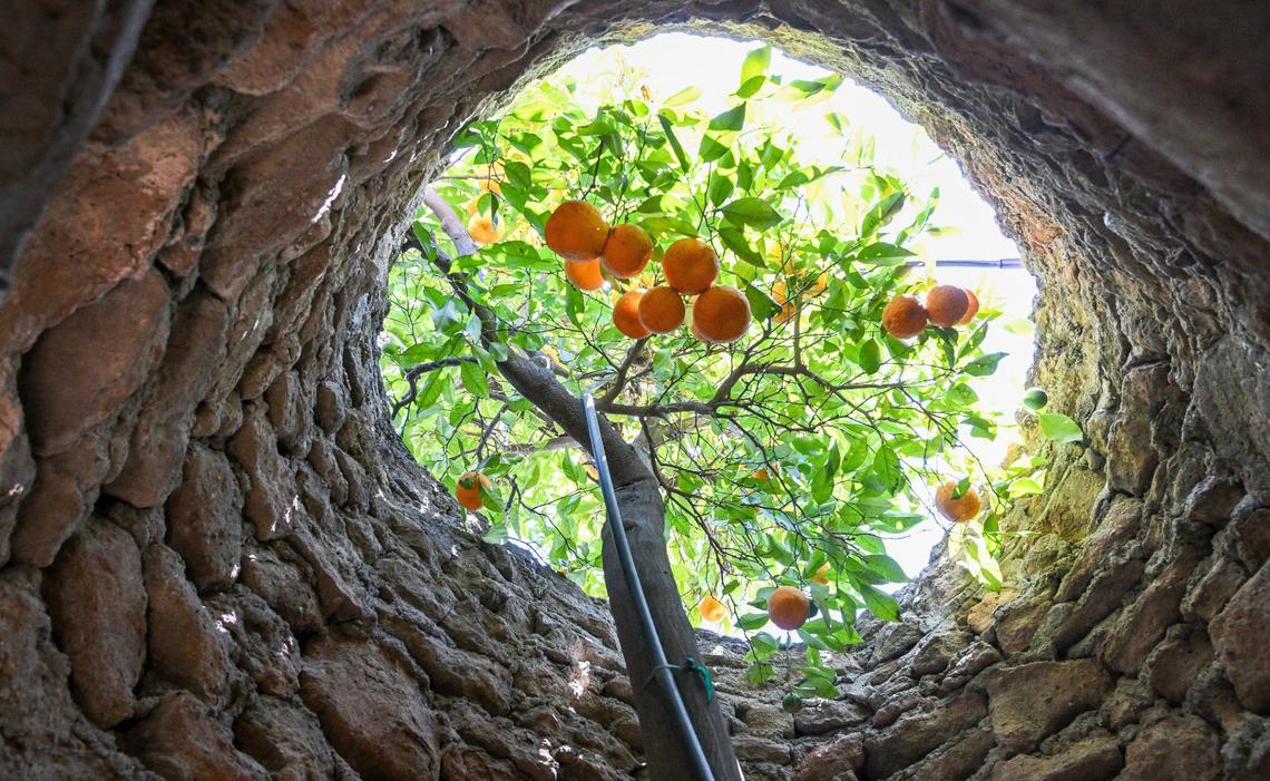 A citrus tree stretches toward an opening to the sky at the Forestiere Underground Gardens in Fresno where the orchard trees planted by Baldassare Forestiere continue producing fruit well past their normal lifespan.