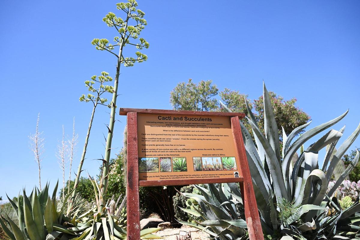 The agave americana plant at the Clovis Botanical Garden, photographed Friday, June 20, 2025 in Clovis, CA.