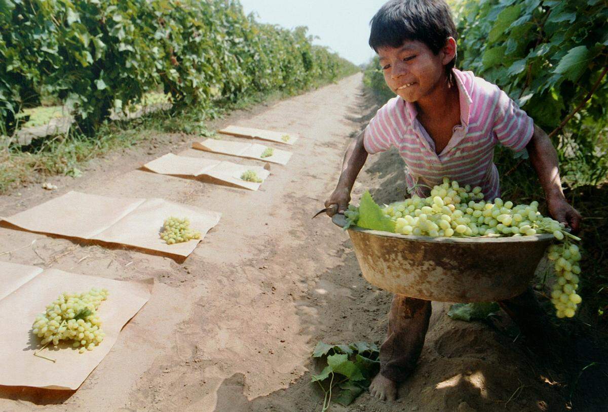 Nine-year-old Eriberto Hernandez strains under the weight of a pan of grapes he picked that will soon be turned into raisins. The photo was part of the 1992 series, “Children: The Forgotten Farmworkers.”