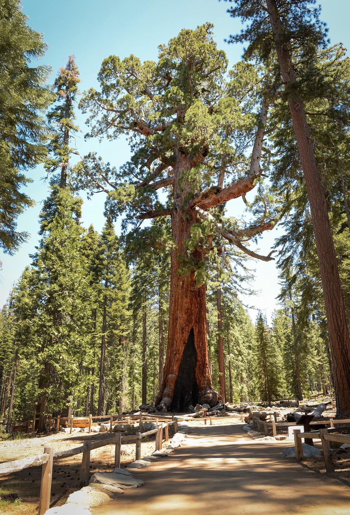 The Grizzly Giant in Yosemite National Park’s Mariposa Grove of Giant Sequoias on June 12, 2018.