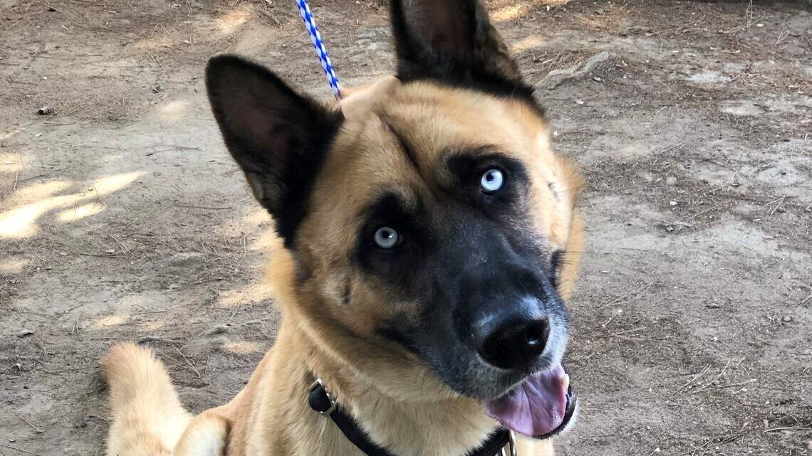 Biggie, Casey, Mary and Storm are looking for new homes!