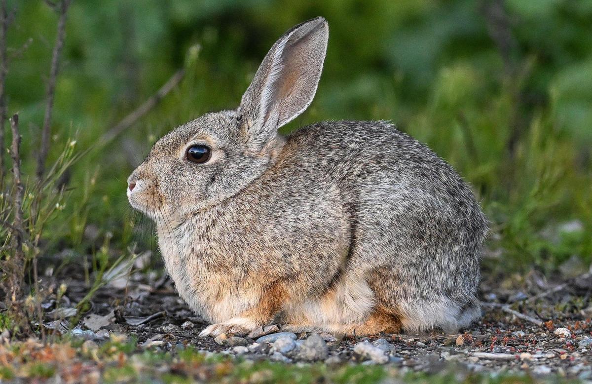 Un conejo salvaje se sienta en el follaje cerca del campo de golf y centro de aprendizaje Bluff Pointe, justo al lado de Milburn Pond, al norte de Fresno, el jueves 14 de marzo de 2024.