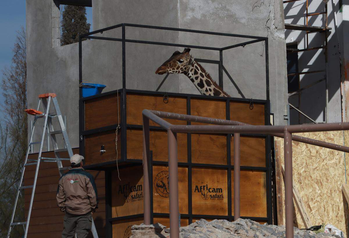 Fotografía fechada el 21 de enero de 2023 que muestra a La Jirafa “Benito” en un parque en Ciudad Juárez, Chihuahua.