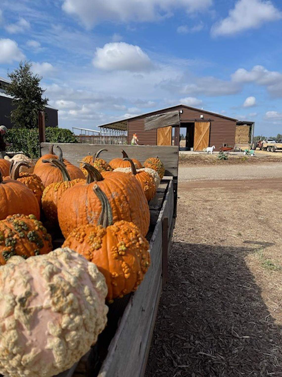 Pumpkins sit in a crate at Sweet Thistle Farms and Rocky Oaks Goat Creamery in Clovis.