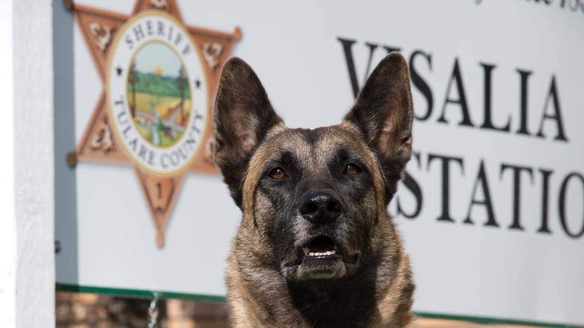 Tulare County Sheriff’s K-9 Deputy, Jack, was shot Tuesday, Sept. 3, 2019, after he confused a plain-clothes deputy for a suspect. Jack underwent surgery at a local vet and is expected to survibe.