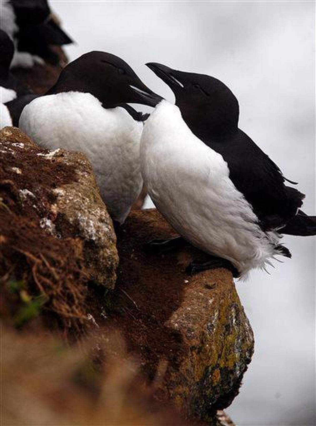 North Pacific Seabirds