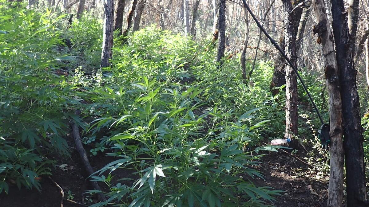 Tulare County Sheriff’s Office detectives seized and destroyed 10,200 marijuana plants near Springville, California in the month of August 2018. A suspect has not been located.