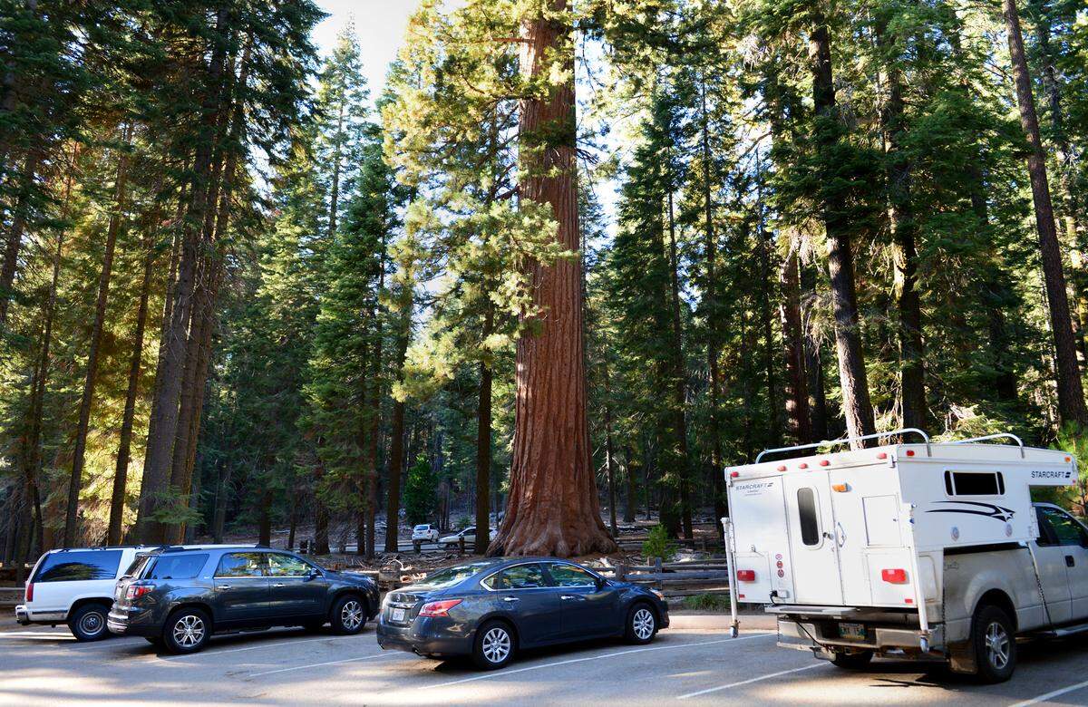 Cars are parked in a parking lot near a giant sequoia, center, at Yosemite's Mariposa Grove in November of 2013.