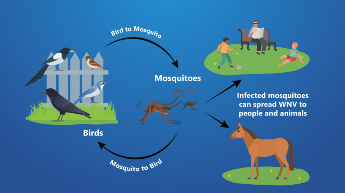 Fresno, Central Valley counties confirm first human cases of West Nile. How to stay safe