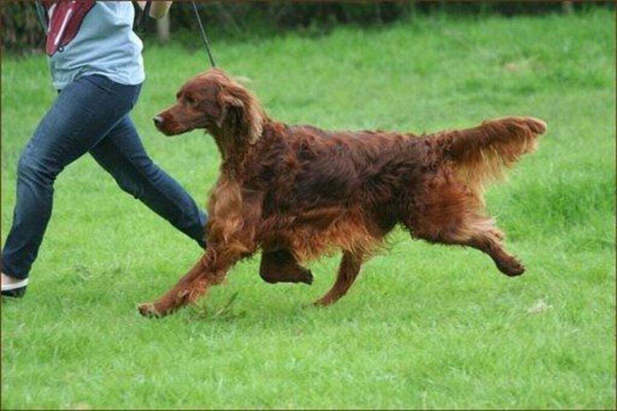 Britain Dog Death