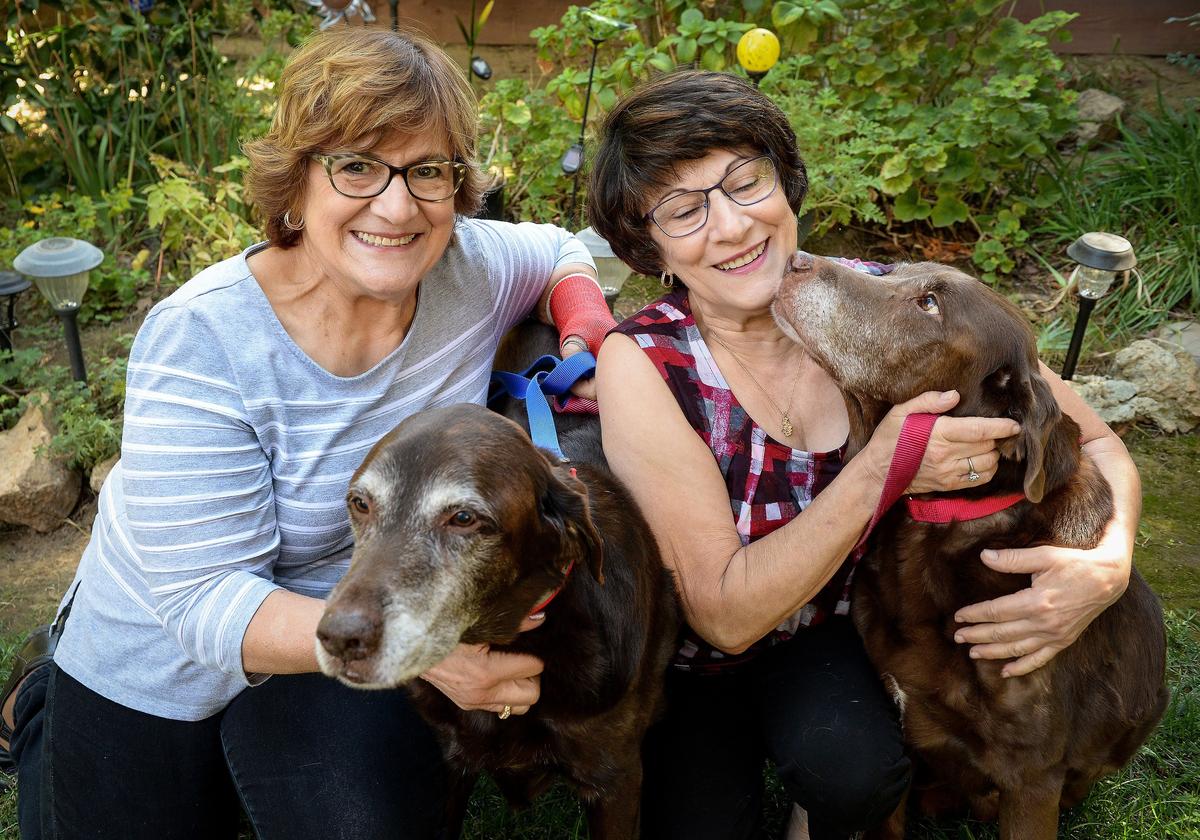 Retired sisters Patricia Avellar, left, and Artye Avellar, recently adopted two older Labrador retriever brothers, Hutch, left, and Starsky.