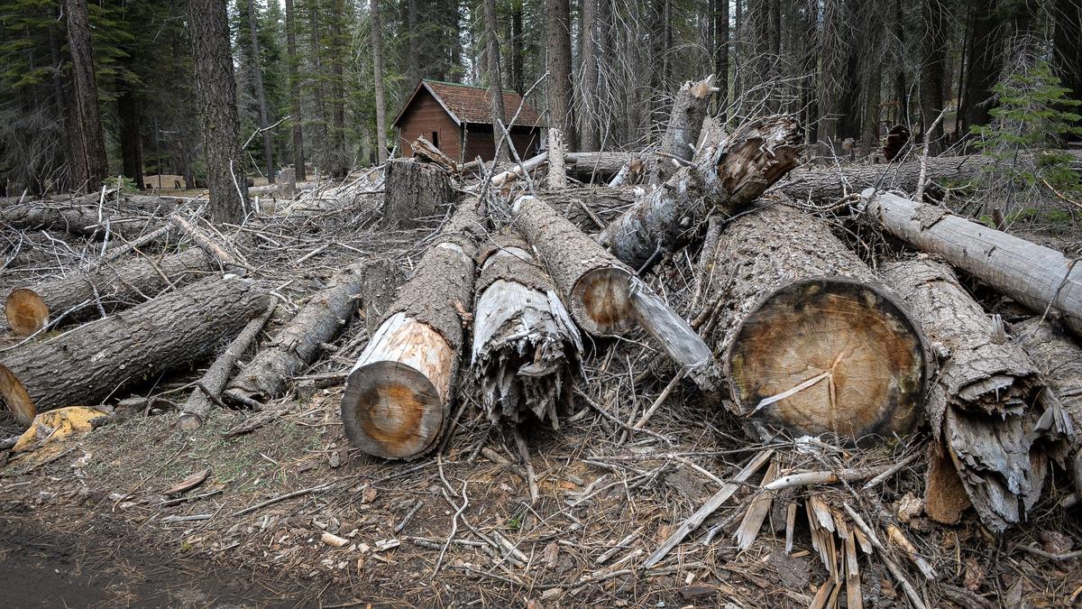 Dead felled trees litter the grounds at Camp Fresno on Monday, May 6, 2019. Former concessionaires Jarrod and Jennifer Deaver removed many marked trees on their own in 2017 to get the camp operational. Instead of receiving money back from the city of Fresno for their work, they got a bill.