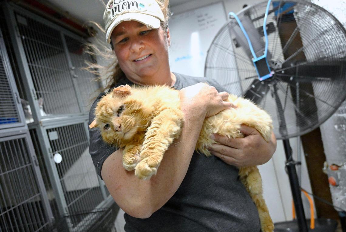 Brandi Sherman, who operates Fresno TNR which offers reduced rates for neutering cats that are trapped and then released, holds one the strays she treated. Photographed Tuesday, May 23, 2023 in Fresno.