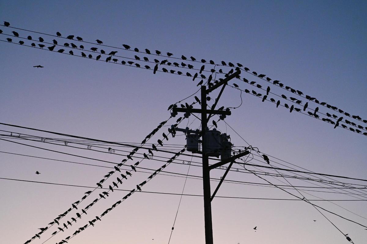 Crows sit on power lines along H Street in the downtown Fresno area shortly after sunset on Thursday, Feb. 9, 2023.