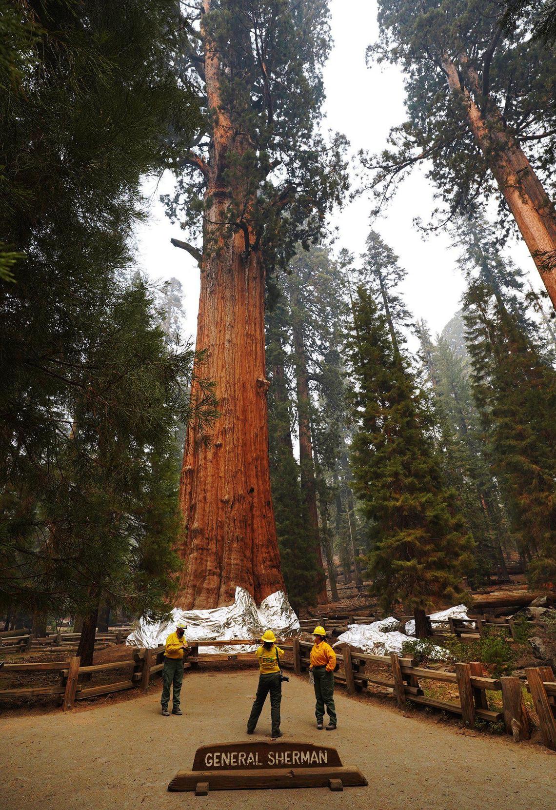 The General Sherman giant sequoia, center, is inspected by National Park Service public information officers during a tour of the KNP Complex fire burn area around Giant Forest Thursday, Sept. 30, 2021 in Sequoia National Park, CA.