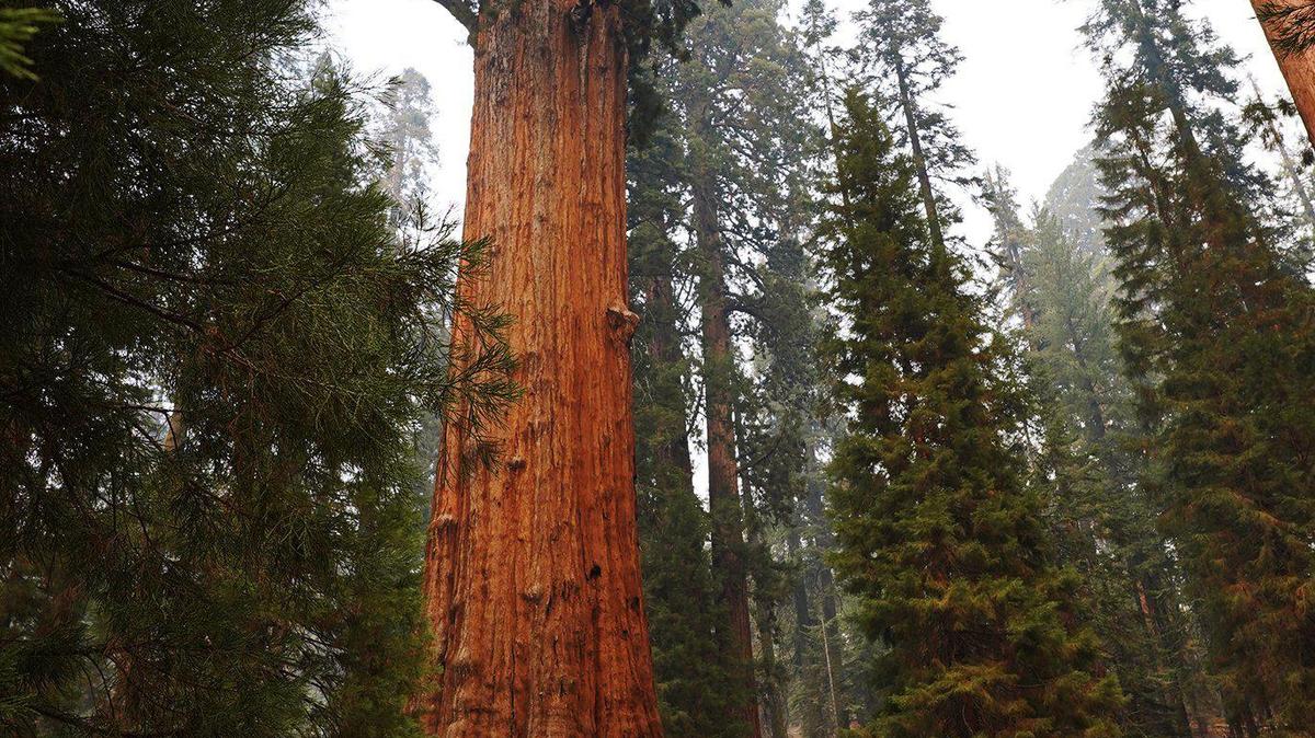 The General Sherman giant sequoia, center, is inspected by National Park Service public information officers during a tour of the KNP Complex fire burn area around Giant Forest Thursday, Sept. 30, 2021 in Sequoia National Park, CA.