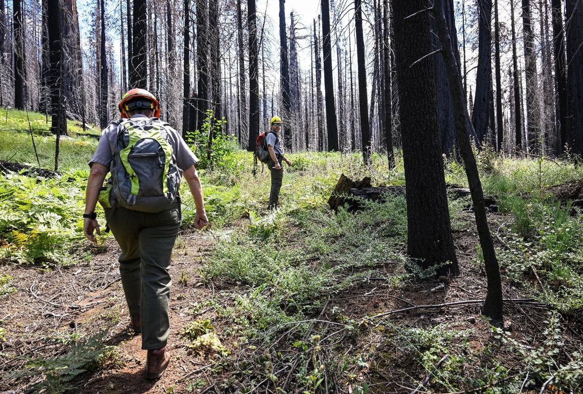 Dr. Christy Brigham, left, Chief of Resources Management and Science for the National Park Service, and Restoration Ecologist Andrew Bishop lead a media tour through a closed section of the Redwood Mountain Grove area of Kings Canyon National Park on Thursday, Aug. 24, 2023. The officials estimated that about 400-acres of the grove burned at a high-intensity during the 2021 KNP Complex Fire, killing about 90 percent of those trees.
