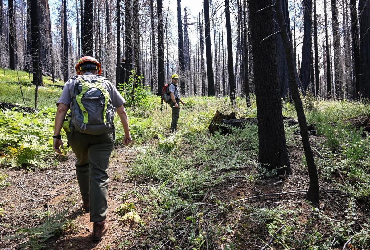 Dr. Christy Brigham, left, Chief of Resources Management and Science for the National Park Service, and Restoration Ecologist Andrew Bishop lead a media tour through a closed section of the Redwood Mountain Grove area of Kings Canyon National Park on Thursday, Aug. 24, 2023. The officials estimated that about 400-acres of the grove burned at a high-intensity during the 2021 KNP Complex Fire, killing about 90 percent of those trees.