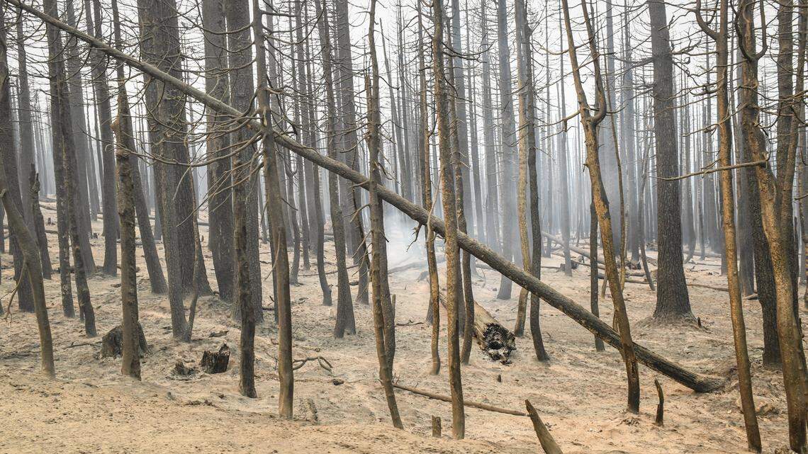 Trees in a forest south of Huntington Lake near Highway 168 are stripped of their foliage after the Creek Fire blew through the area, on Sunday, Sept. 13, 2020.