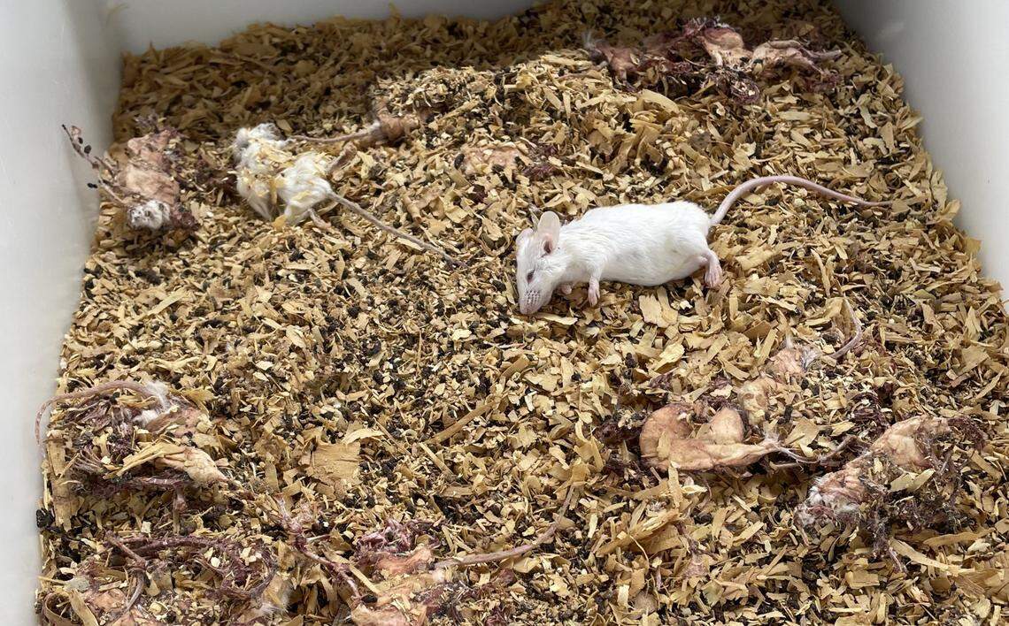 A dead mouse found in a cage in a clandestine Reedley laboratory is surrounded by decaying carcasses of mice that died previously in this photo taken by city code enforcement officers in April 2023. A consulting veterinarian specializing in care of laboratory animals described conditions for mice at the lab as “terrible” and “inhumane.”