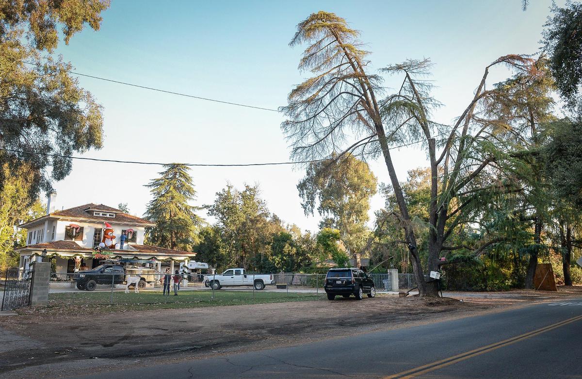 The deodar cedar, which was the first one decorated on Christmas Tree Lane, stands in front of the Pratt property on Van Ness Boulevard on Friday, Nov. 29, 2019.
