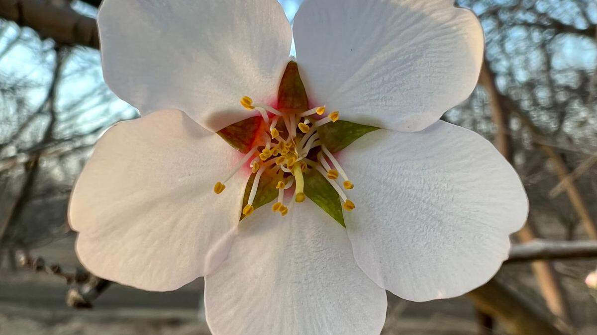Ryan Jacobsen at Jacobsen Almonds discovered the first almond bloom of the year Friday morning. He predicted unseasonably warm weather would mean “blooms will be exploding throughout the valley over the next week!”