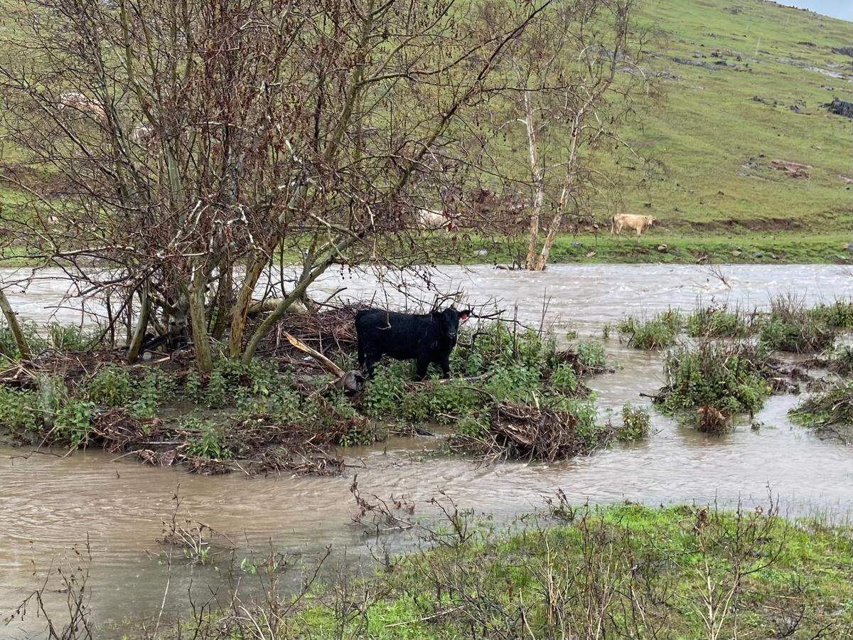A black cow with an orange tag in its ear stands on an island surrounded by the surging waters of Little Dry Creek outside the Fresno Rifle and Pistol Range on Auberry Road on Friday, March 10, 2023. The cow managed to cross the creek and get to the hillside, but not without a few anxious moments.