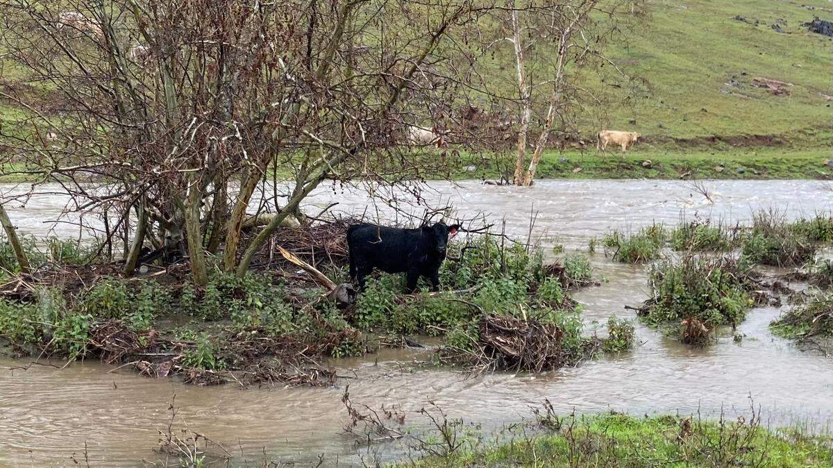 A black cow with an orange tag in its ear stands on an island surrounded by the surging waters of Little Dry Creek outside the Fresno Rifle and Pistol Range on Auberry Road on Friday, March 10, 2023. From Bonadelle Ranchos to Fresno, parents and children observe Little Dry Creek’s shift from dry bed to trickle to current, a yearly lesson on water and hope.