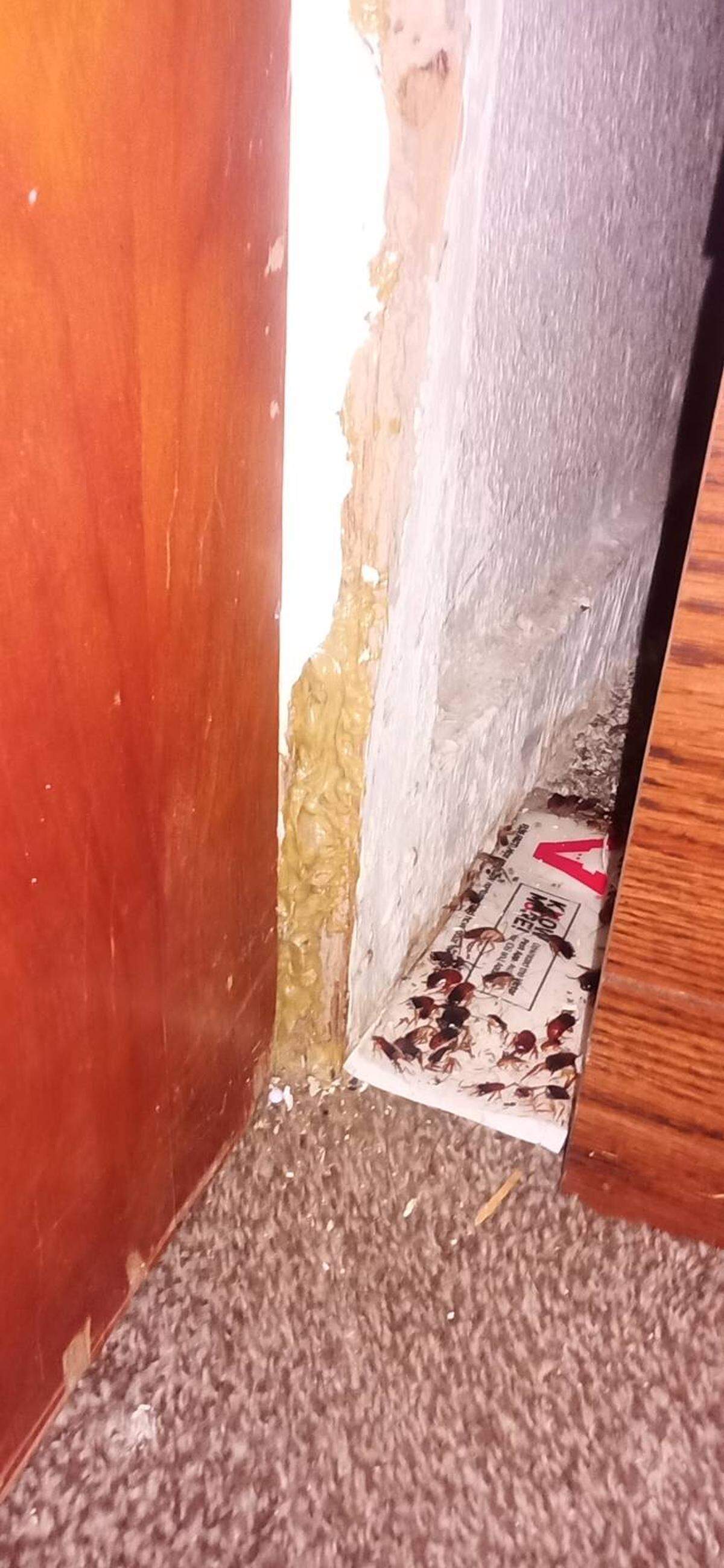 A JD Homes renter, like several renters who spoke with The Bee, said they have had ongoing rodent and cockroach infestations. This renter said she tries to address the issue herself out of fear of retaliation.