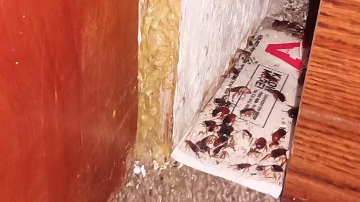 A JD Homes renter, like several renters who spoke with The Bee, said they have had ongoing rodent and cockroach infestations. This renter said she tries to address the issue herself out of fear of retaliation.