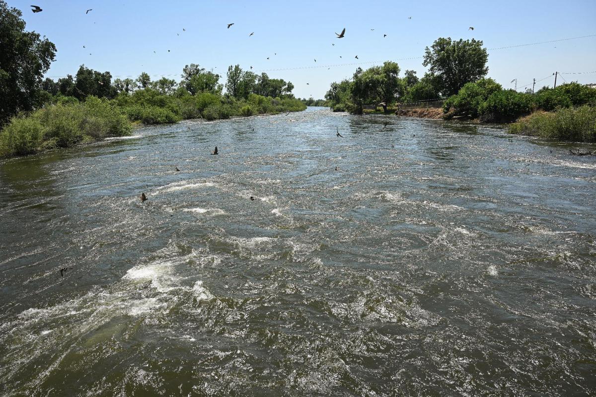 Swallows fly over the swollen Kings River near the Annadale Avenue bridge east of Sanger in eastern Fresno County on Wednesday, May 17, 2023.