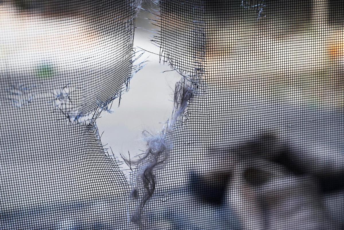 Cat hair is seen caught in the screen door opening a stray feral cat used to enter Fresno Bee columnist Marek Warszawski’s home, seen Tuesday, May 23, 2023 in Clovis.