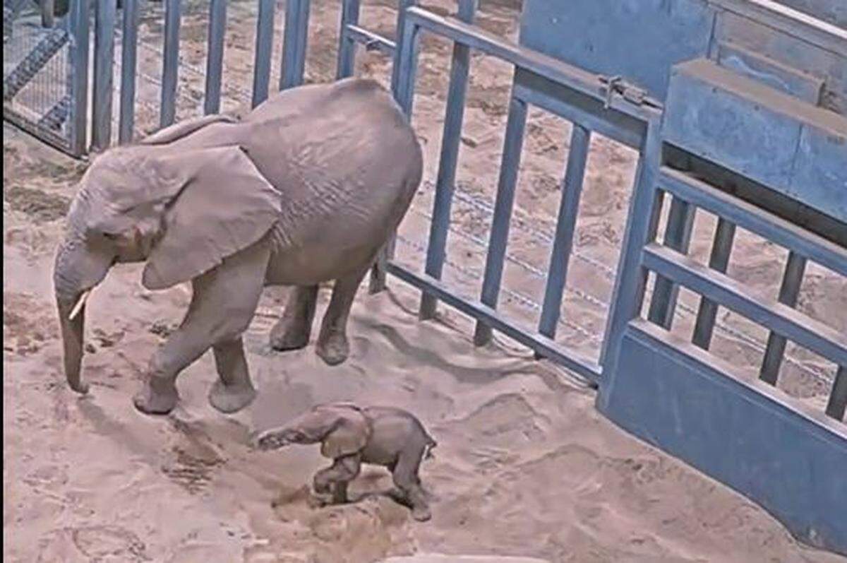 A new male elephant calf -- the second in as many weeks -- was was born Monday, Aug. 26, 2024, at the Fresno Chaffee Zoo, according to staffers.
