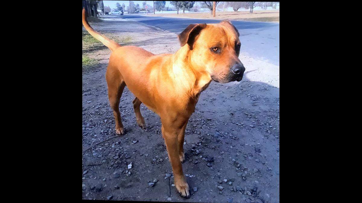 Scooby, seen here in an undated photo, was 4 years old when he was killed by Fresno County Sheriff’s deputies in 2018. The owner who raised him from when he was a puppy won her case against the sheriff’s office, her attorney said on Thursday, April 17, 2025.