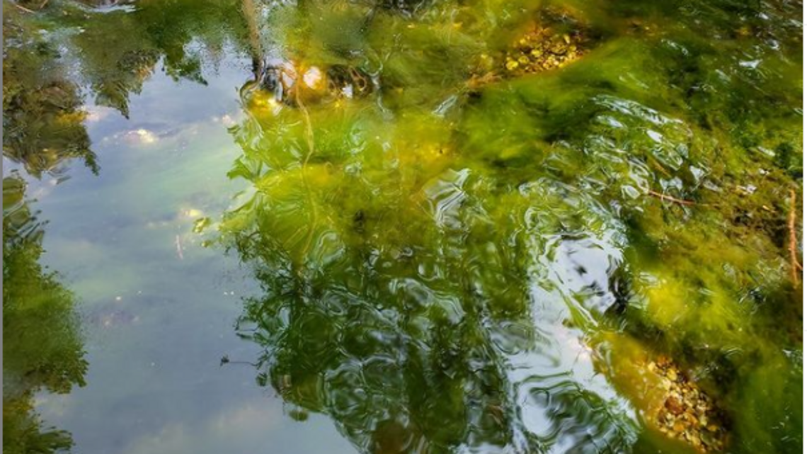 Toxic algae reported in Yosemite Valley creek. What park service says about it