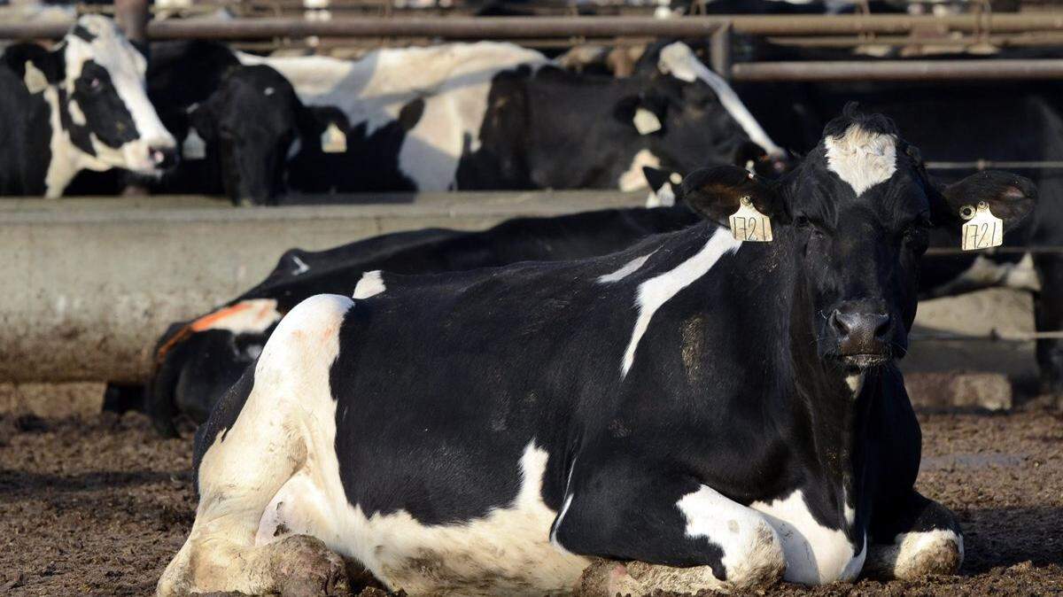 The Tulare County Sheriff’s Office is asking for the public’s help to find suspects believed to have shot and killed several cows Dec. 17, 2018 on the side of a road east of Exeter, CA.